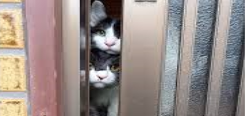 猫の世話？