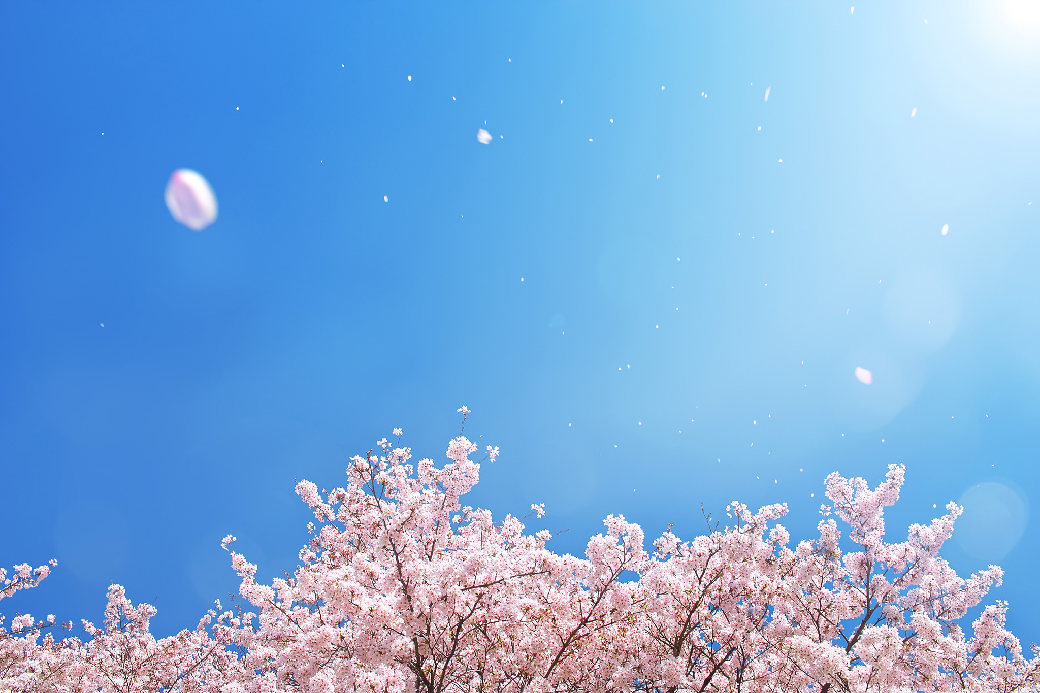 一緒に春を見ようよ…