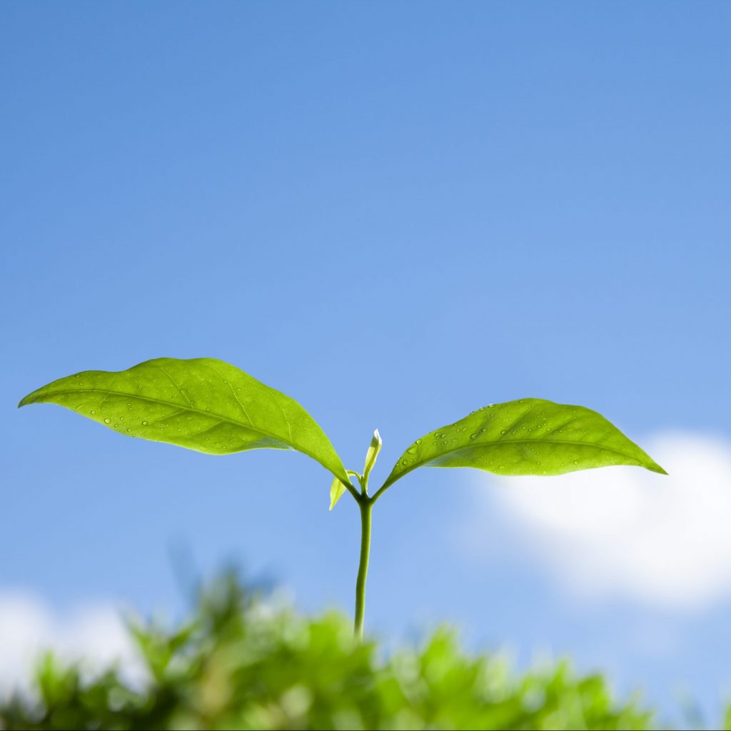 コーヒーの新芽と青空